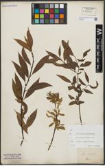 Foto von Salix alba L. x Salix pentandra L.
